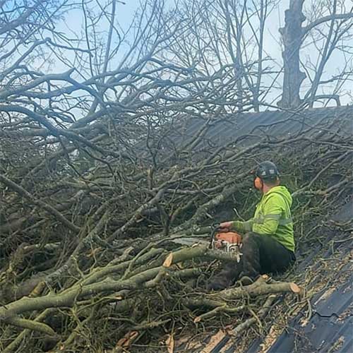 R. Hawes Tree Care & Garden Services removal of tree fallen on roof.